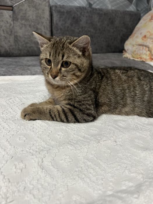 Отдам котенка мальчика