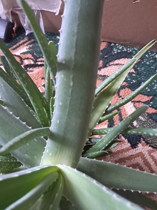 Продам алоэ вера