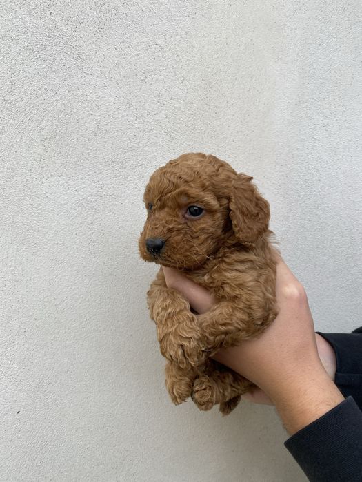 Baietel pudel caniche