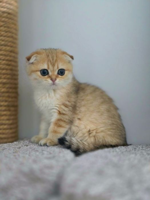 КоТяТа ШотЛандсКие золотые