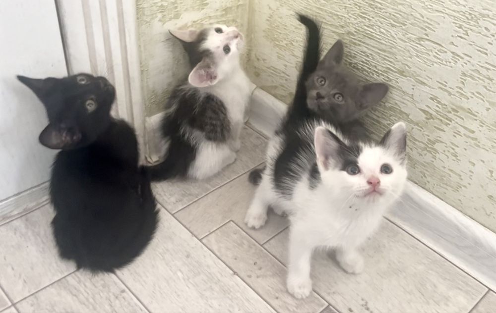 котята в добрые руки! мальчики 1.5-2 месяца
