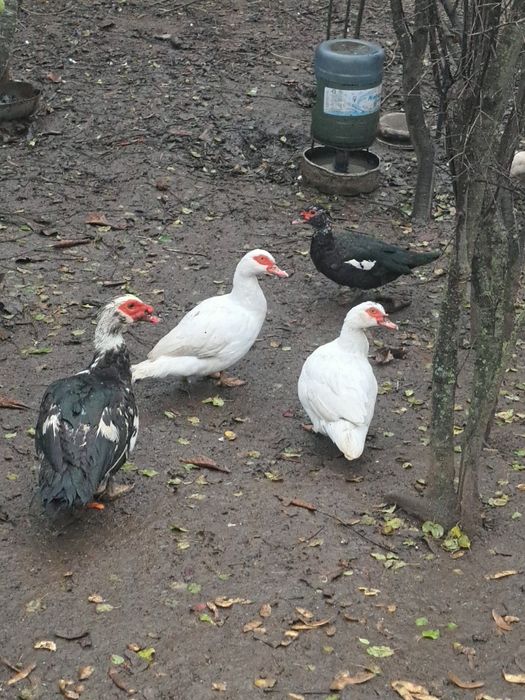 4 rațe și un rățoi mut 2025