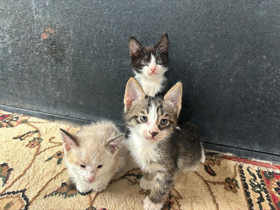 Отдам котят за шоколадку Казахстан