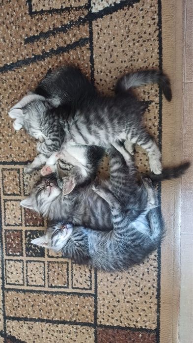 Отдам котят в добрые , любящие руки