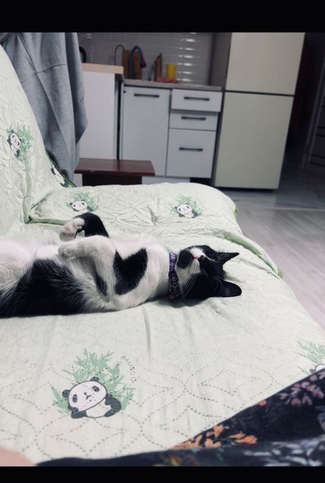 Кот Муся ищет новый дом