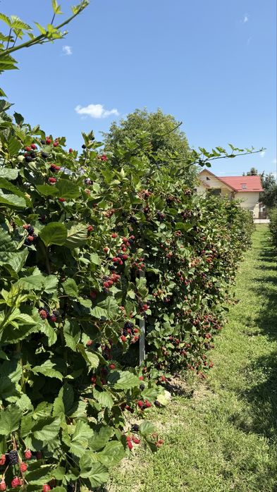 Mure bio gustoase din propria plantatie!