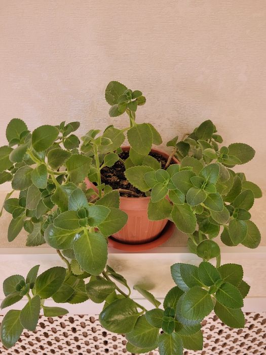 Продам комнатные растений