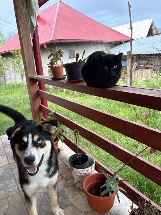 Donez cateluş huskey amestecat cu caine lup
