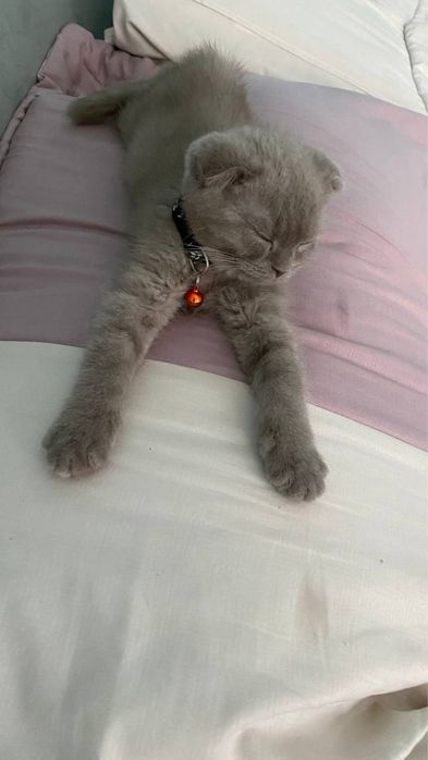 2 котят скоттиш фолд