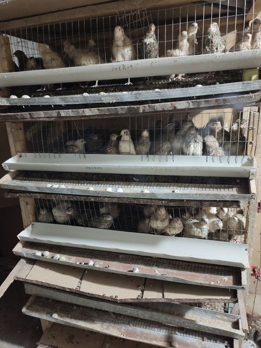 Перепелки бодене бодене