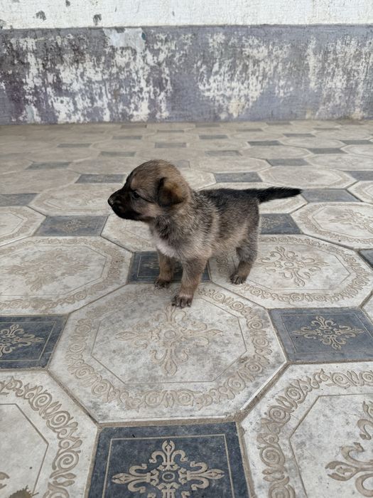 Продаётся щенок немецкой овчарки
