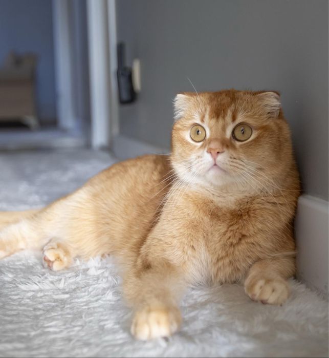 Scottish Fold zotddor mushik
