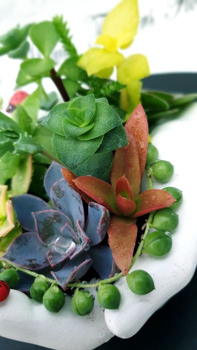 150.000 сум Композиция из суккуленты