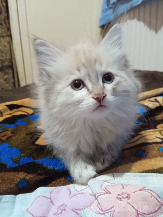 Продам породистую кошку