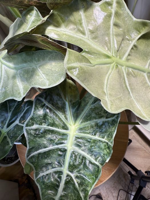 Плоказия поли сплэш