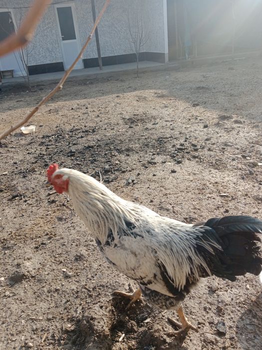 Zotli baquvvat va chiroyli Dakan Brama Qora Shahzoda sotiladi