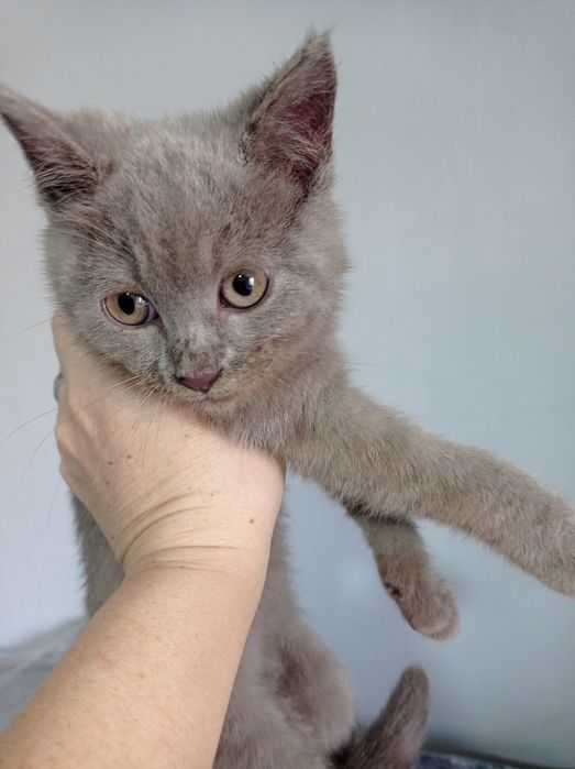 Продается  котята скотиш страйт