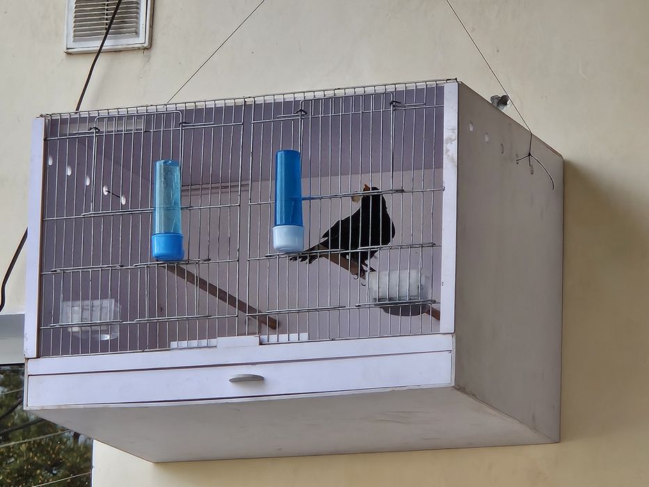 Qafasla sotiladi qafas qapas