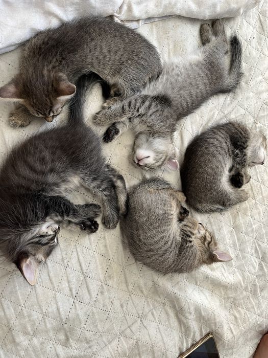 Отдам котят в хорошие руку