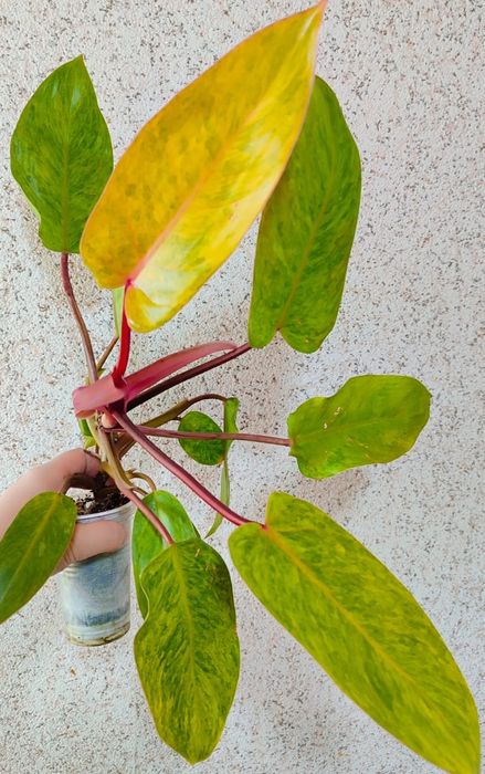 Филодендрон Медуза