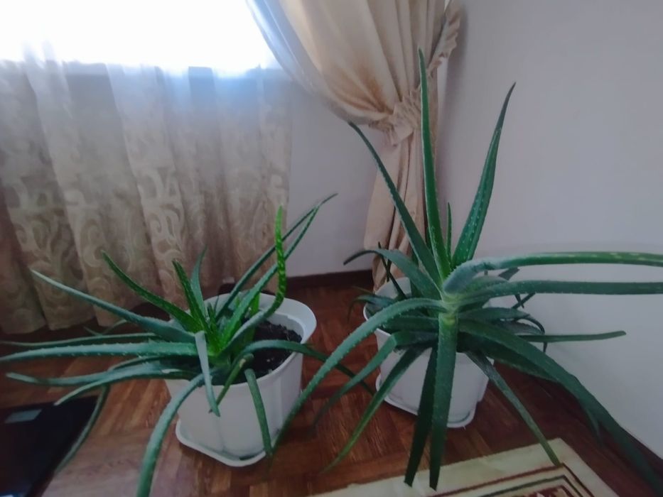 Продам алоэ Вера