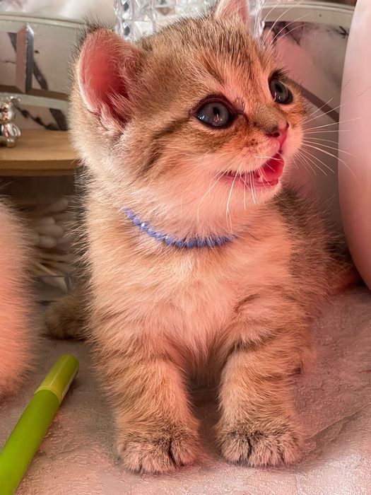 Britan Chinchilla mushukchalar