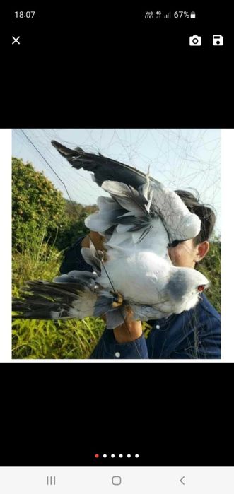 Plasa verticala anti pasari 3m x 6m