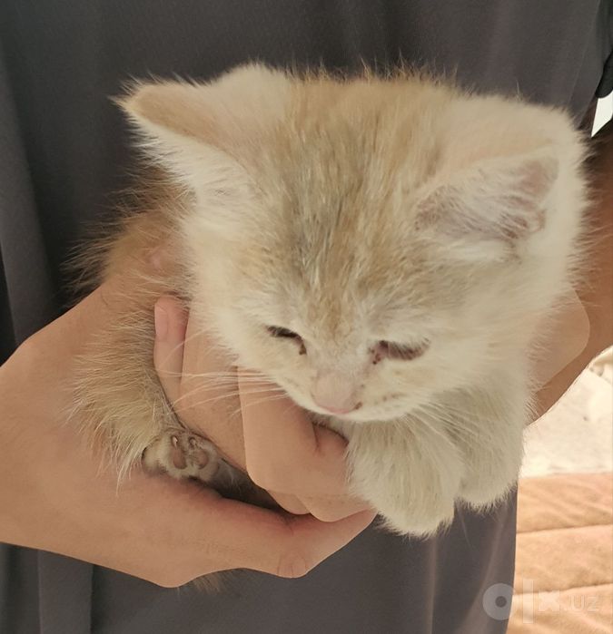 Отдам котят рыжая и свистулька