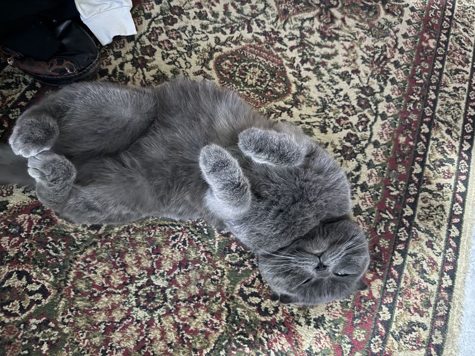 Кошка пародистни мужик  Вязка