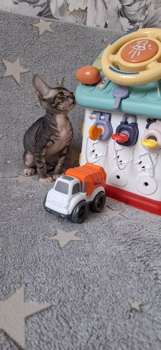 Сфинкс канадский мальчик и девочка