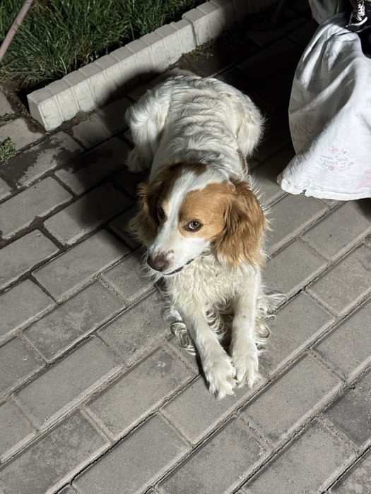 Кобель ищит невесту