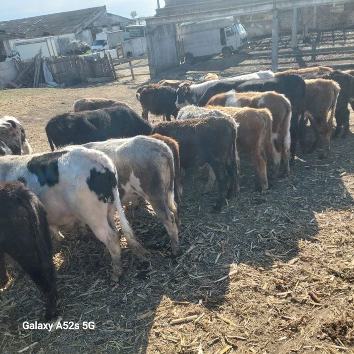 Vand taurasi medie pana în 250 kg