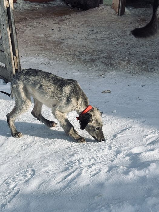Тазы күшік сатылады
