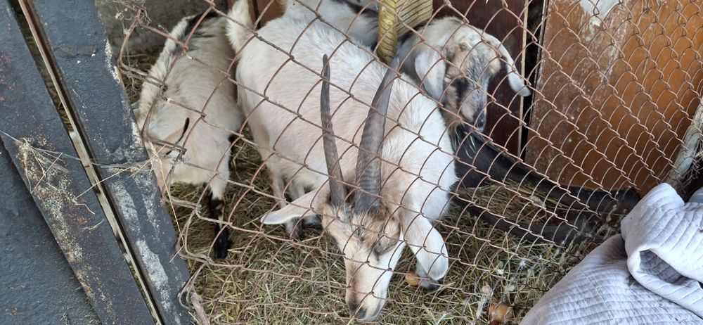 Баран, коза, кой ешкі