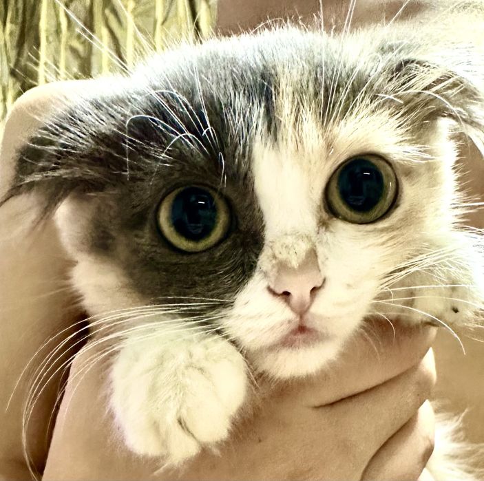 Котята ручные добрые