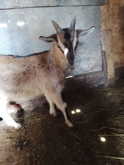 Țapi alpini francezi