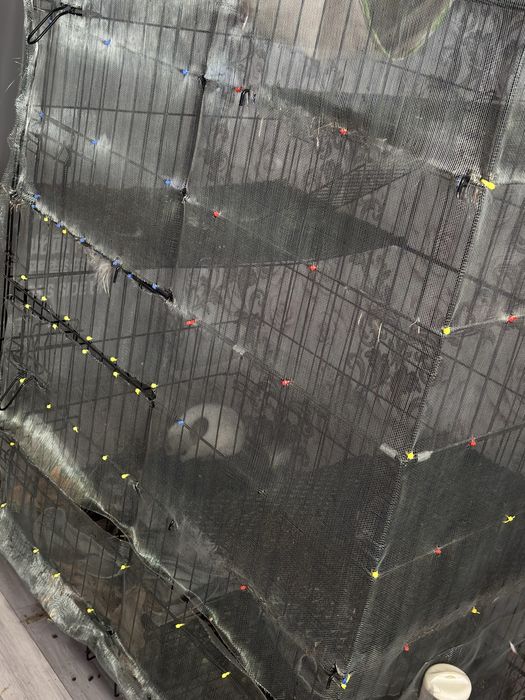 Шиншиллы 2 штуки