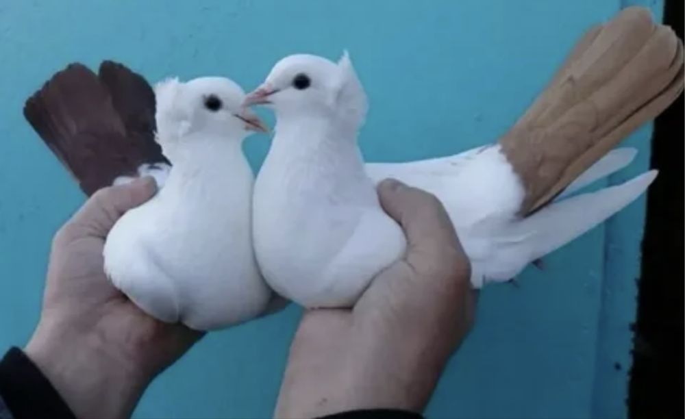 Продам голубей бакинцев хвостатые