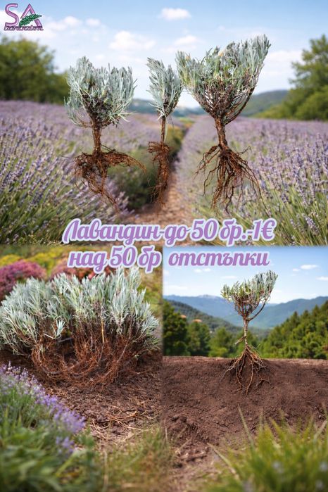 Мурсалски чай-разсад,лавандула,маслодайни рози,лавровишна…