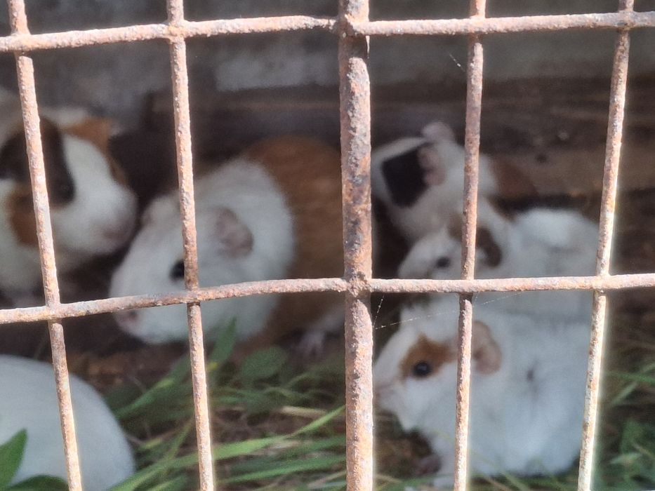 Porcușori de Guineea