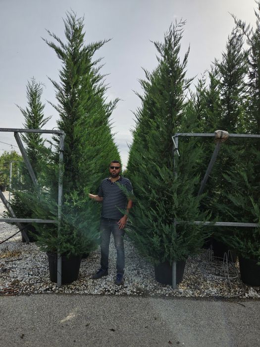 Leylandy 4/5m calitate superioară