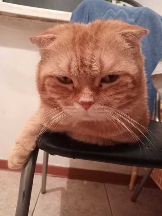 Вязка кота опытный