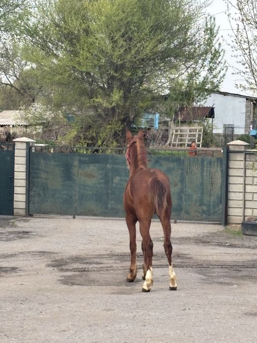 Ассалаумағалейкум осы құнан сатылады