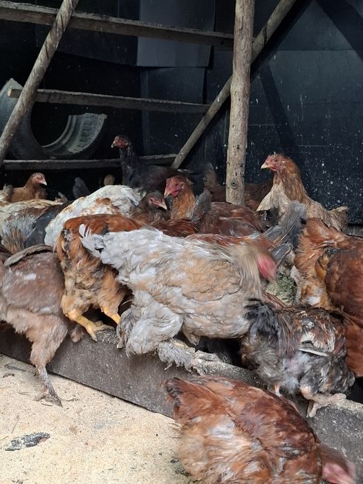 Продам кур домашних ,молодые-НЕСУШКИ