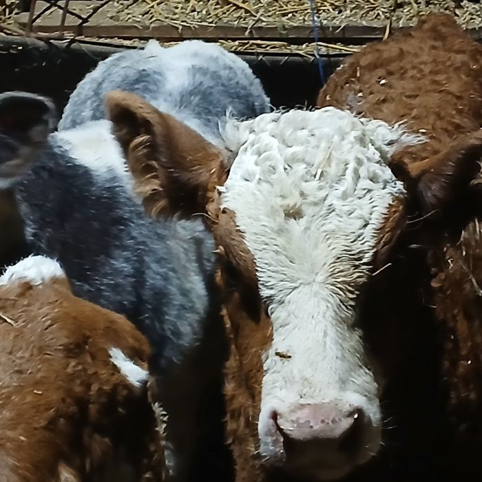 Vitei de lapte și intarcati