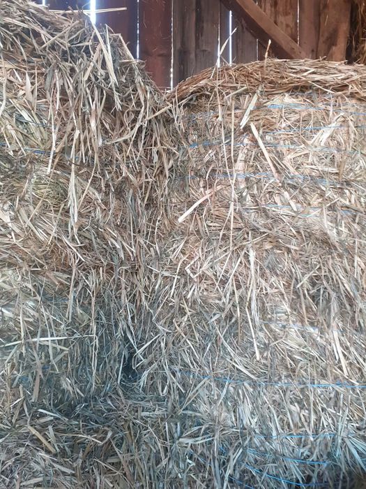Vând baloti de lucernă cu ovăz și lucernă