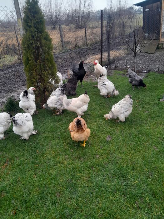 Vînd puici si gaini de anul trecut tot ce se vede este de casa