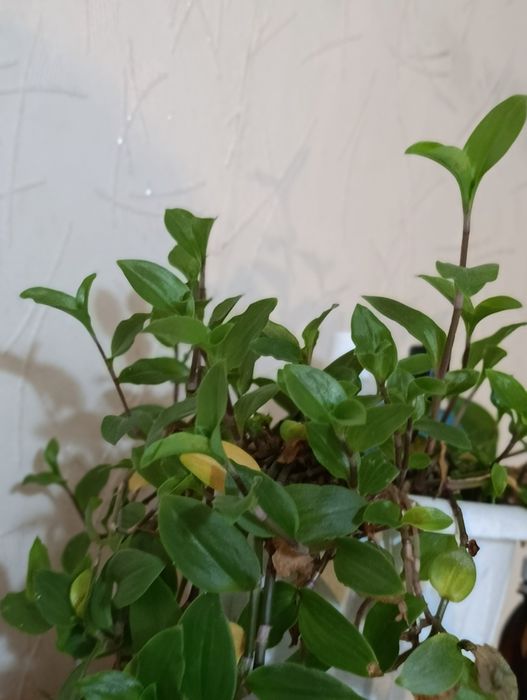 Растения комнатные