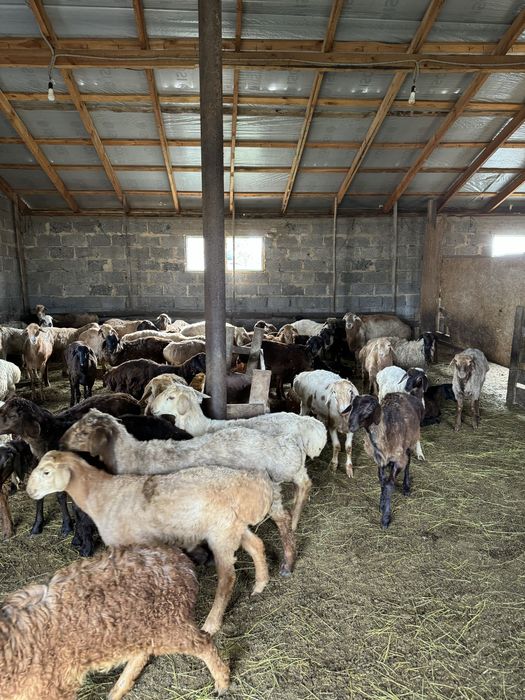 Продаю токты откорм