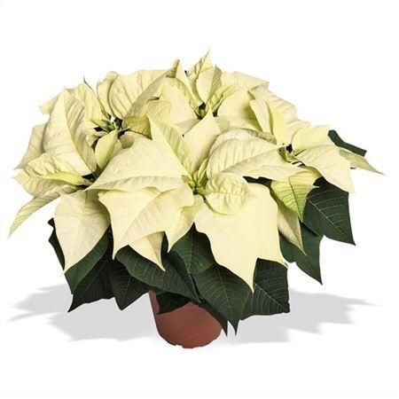 Пуансеттия белая